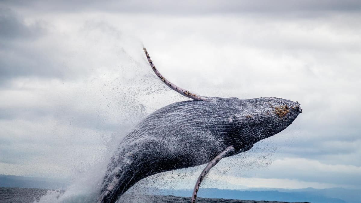 a whale jumping out of water